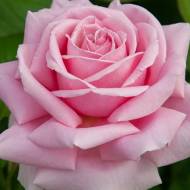 Роза чайно-гибридная Фредерик Мистраль (Frederic Mistral)